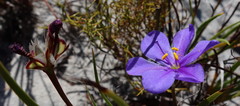 Aristea glauca