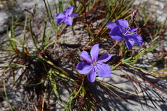 Aristea glauca
