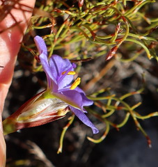 Aristea glauca