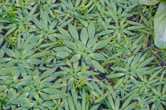 Callitriche lenisulca