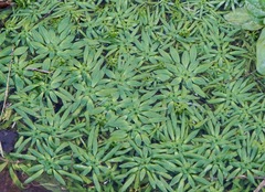 Callitriche lenisulca