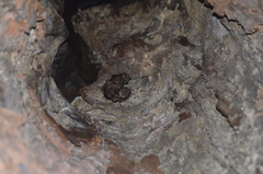 Megaderma spasma