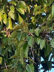 Aleurites moluccanus