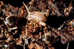 Myrmecophilus fuscus