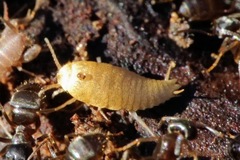 Atelurinae