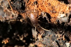 Myrmecophilus fuscus