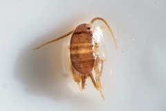 Myrmecophilus fuscus