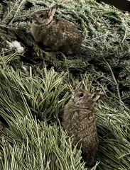 Sylvilagus floridanus