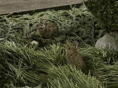 Sylvilagus floridanus