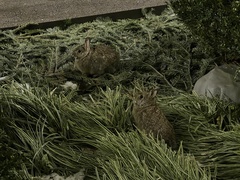 Sylvilagus floridanus