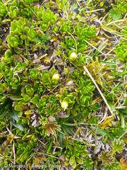 Baccharis caespitosa