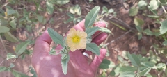 Sida chrysantha
