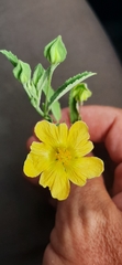Sida chrysantha