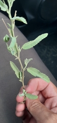 Sida chrysantha