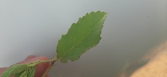 Sida chrysantha