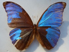 Morpho menelaus amathonte