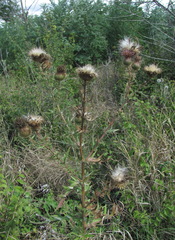 Cirsium ciliatum