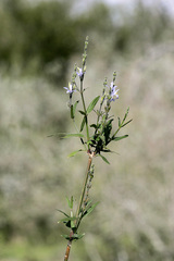 Carlowrightia parviflora