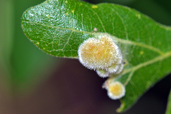 Aceria trichophila