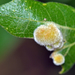 Aceria trichophila - Photo 由 Tom Kennedy 所上傳的 (c) Tom Kennedy，保留部份權利CC BY-NC