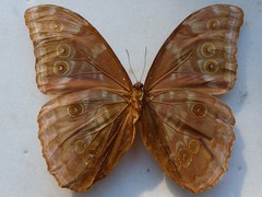 Morpho menelaus amathonte