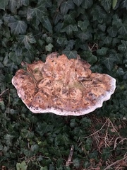 Ganoderma applanatum
