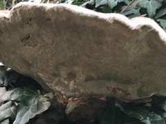 Ganoderma applanatum