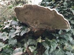 Ganoderma applanatum
