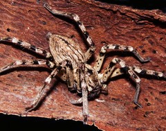 Eusparassus