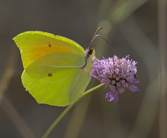 Gonepteryx cleopatra insularis