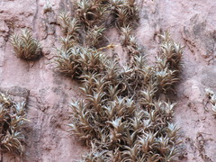 Air Plant (Tillandsia)