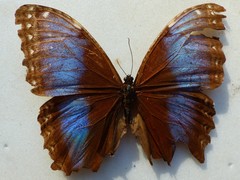 Morpho helenor peleides