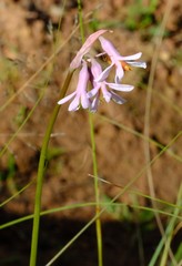 Tulbaghia natalensis