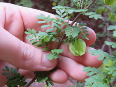 Bulnesia schickendantzii