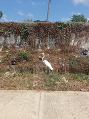Ardea alba