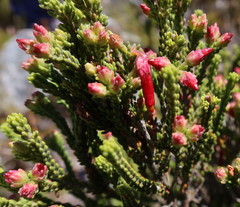 Erica monadelphia