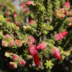 Erica monadelphia