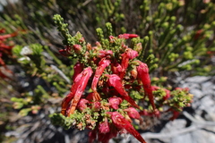 Erica monadelphia