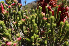 Erica monadelphia