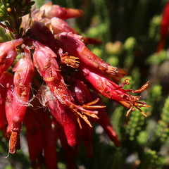 Erica monadelphia