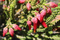 Erica monadelphia