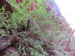 Bulnesia schickendantzii