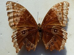 Morpho helenor peleides