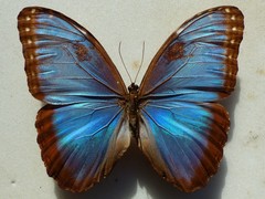 Morpho helenor peleides