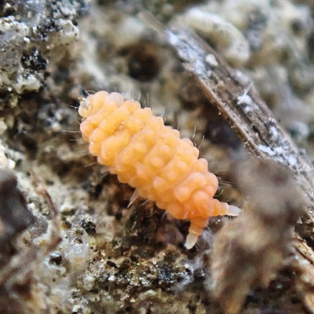 Paleonurini