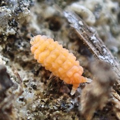 Bilobella aurantiaca