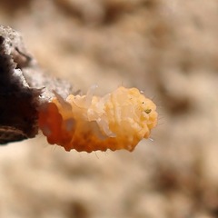 Bilobella aurantiaca