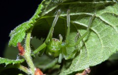 Micrommata virescens