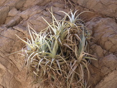 Tillandsia zecheri, photograph Nicolas Olejnik, CC BY, iNaturalist via GBIF