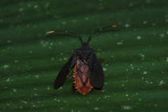 Leptoscelis elongator